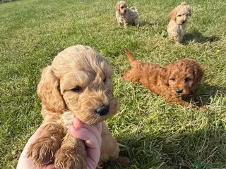 Cockapoo dogs Small F1b COCKAPOO Puppies (mini c/poo x toy poodl - Advert 15