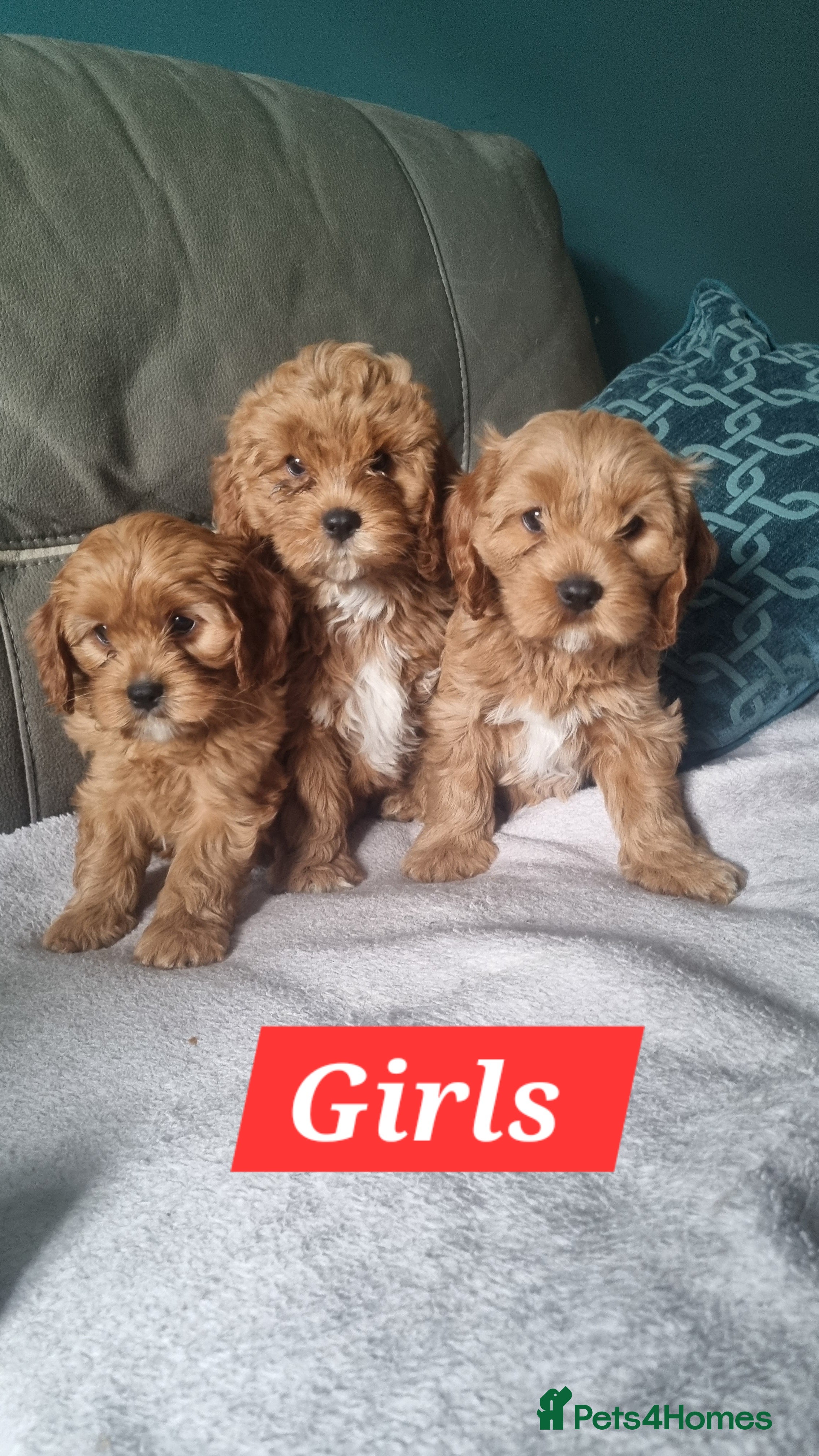 Cavapoo dogs Beautiful Mini Red Cavapoo Puppy  - Advert 1