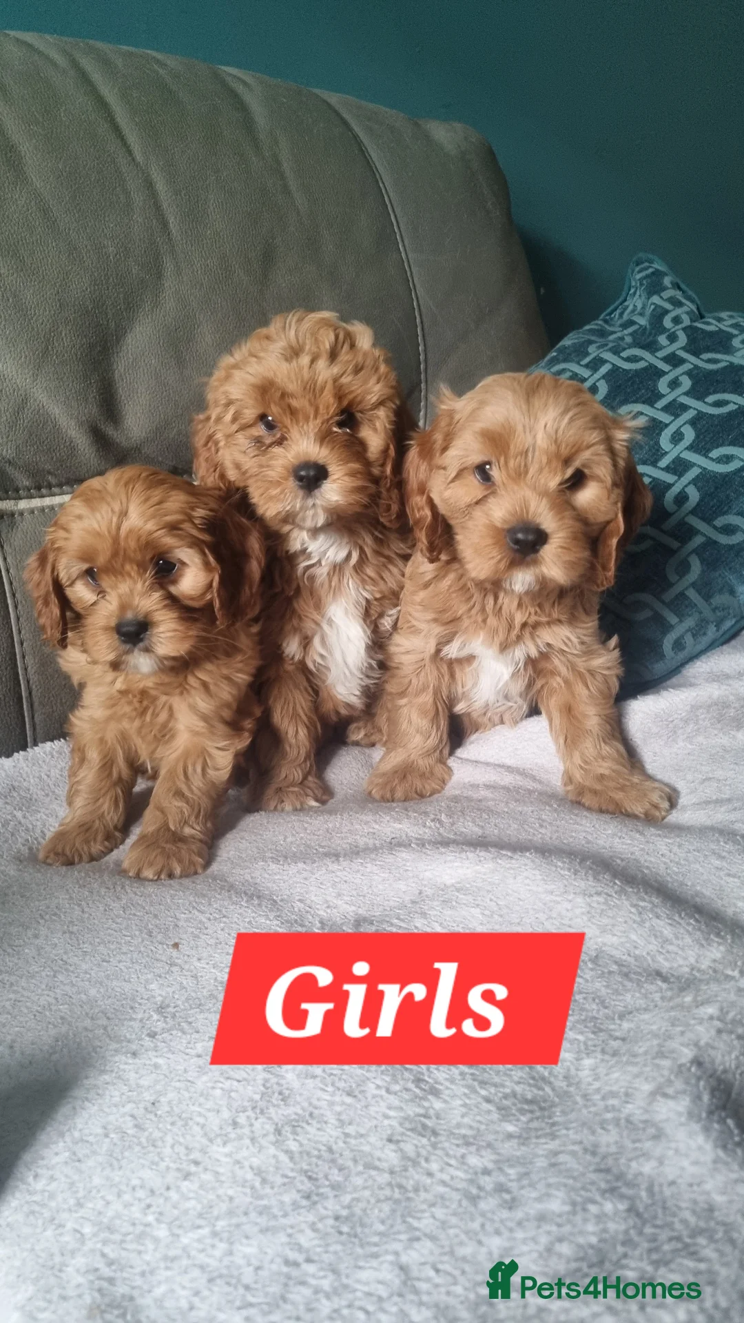 Cavapoo dogs for sale: Beautiful Mini Red Cavapoo Puppy  - Advert 1