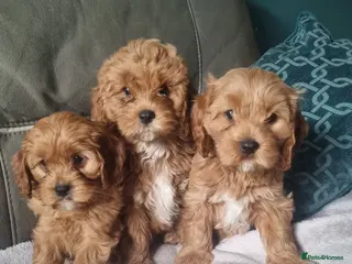 Cavapoo dogs Beautiful Mini Red Cavapoo Puppy - Advert 1