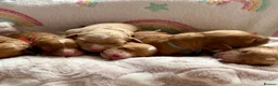 Cockapoo dogs for sale: 6x Toy Cockapoo Pups  - Advert 22