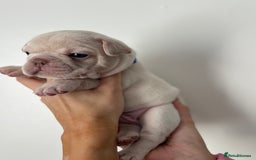 French Bulldog dogs for sale: French bulldog pedigree litter - Image 10
