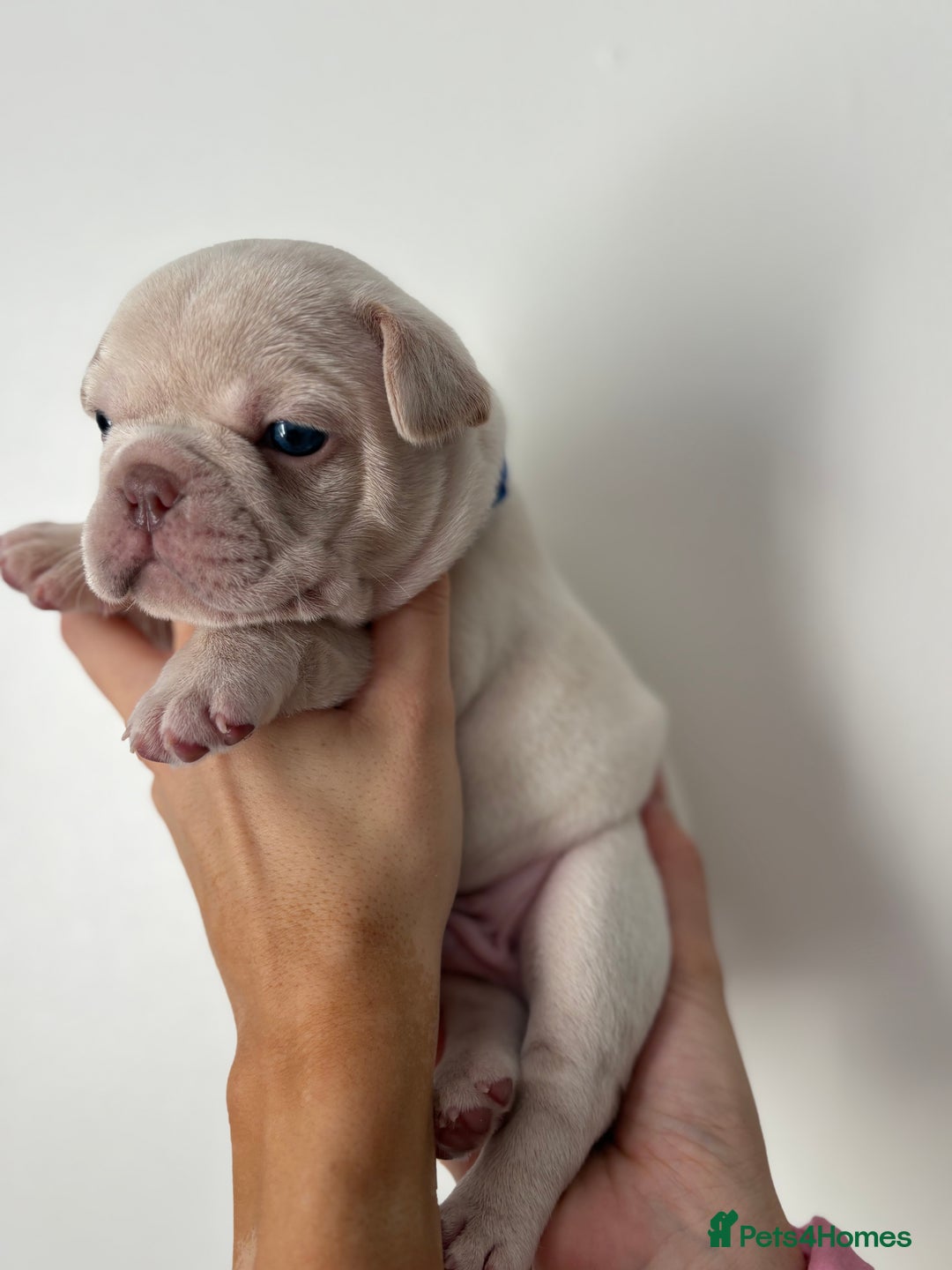 French Bulldog dogs for sale: French bulldog pedigree litter - Image 10