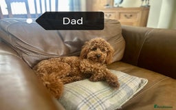 Cockapoo dogs for sale: F1B Cockapoo - Image 12