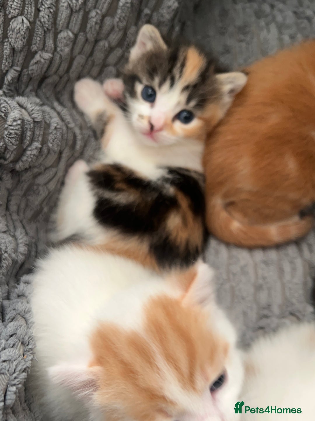 Mixed Breed cats for sale: Mixed breed kittens loving for their forever home - Advert 11