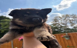 German Shepherd dogs for sale: Stunning German shepherd puppies  - Image 12