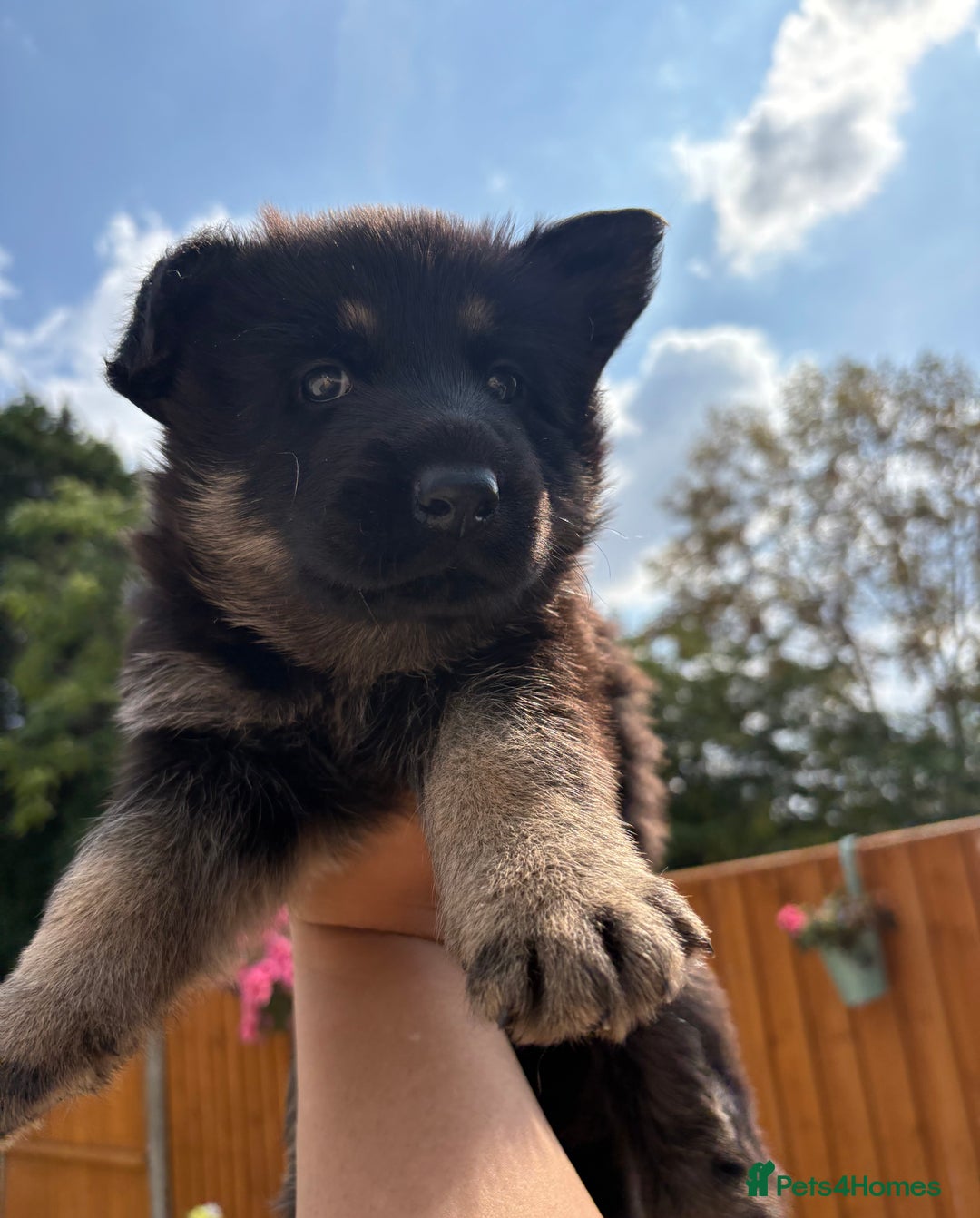 German Shepherd dogs for sale: Stunning German shepherd puppies  - Image 12