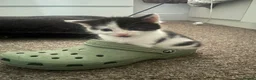 Mixed Breed cats for sale: 3 beautiful confident male kittens  in Huddersfield - Advert 3