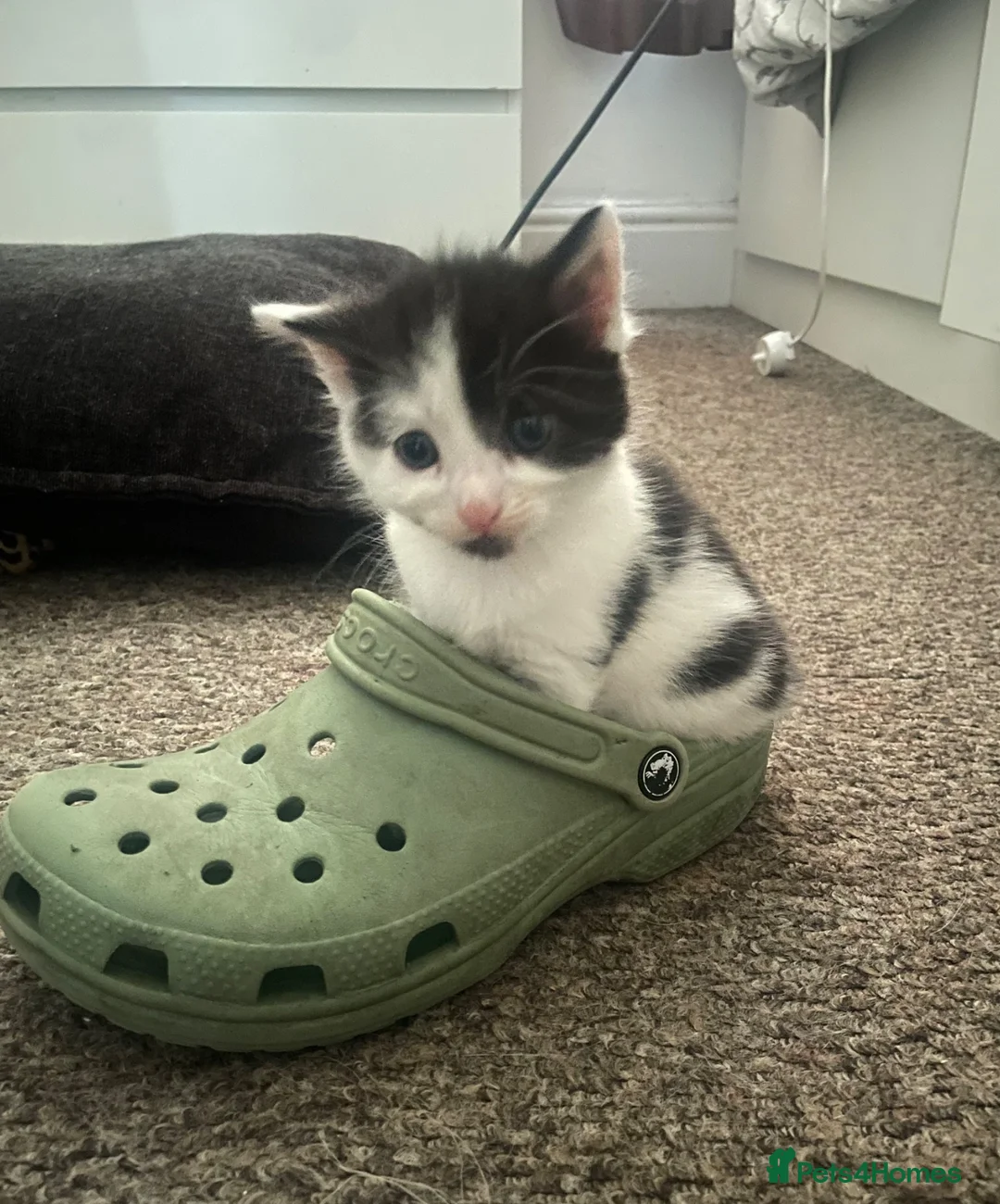 Mixed Breed cats for sale: 3 beautiful confident male kittens  in Huddersfield - Advert 3