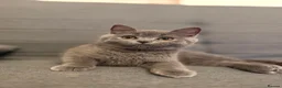Scottish Fold cats for sale: Bristhis Short Hair for Sale  - Advert 8