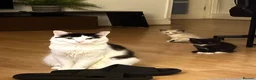 Ragcoon cats for sale: Ragdoll/Mainecoon/Tuxedo - Advert 8