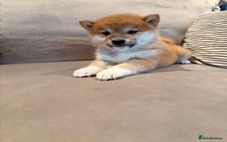 Japanese Shiba Inu dogs for sale: Health Tested Japanese Shiba Inu Puppies  - Image 9