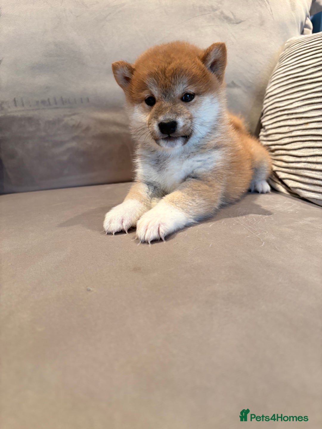 Japanese Shiba Inu dogs for sale: Health Tested Japanese Shiba Inu Puppies  - Image 9