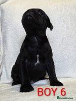 Staffordshire Bull Terrier dogs - Advert 2