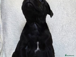 Staffordshire Bull Terrier dogs - Advert 1