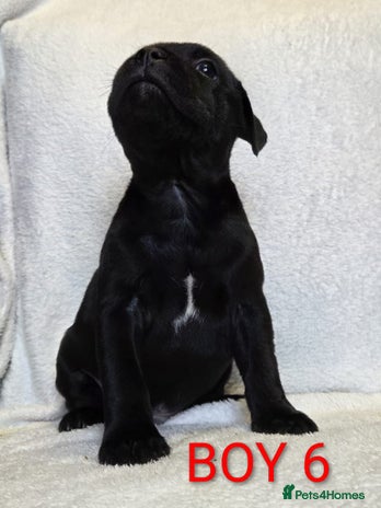 Staffordshire Bull Terrier dogs - Advert 4