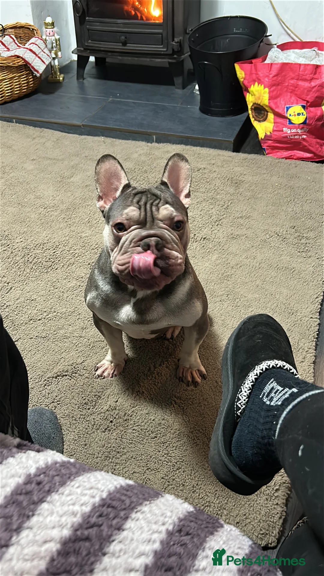 French Bulldog dogs for sale: French bulldog - Advert 2