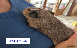 Guinea Pig rodents for sale: Male Guinea Pigs For Sale - Image 8