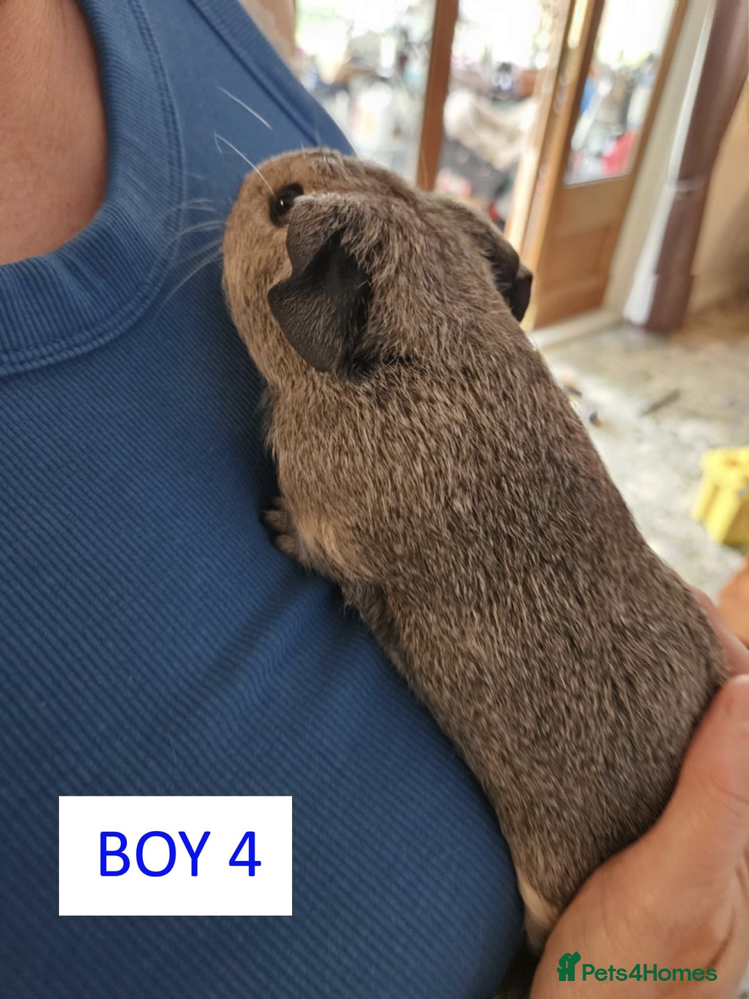 Guinea Pig rodents for sale: Male Guinea Pigs For Sale - Image 8