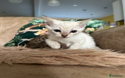 Bengal cats for sale: ❤️ PURE BENGAL KITTENS ❤️ - Image 12