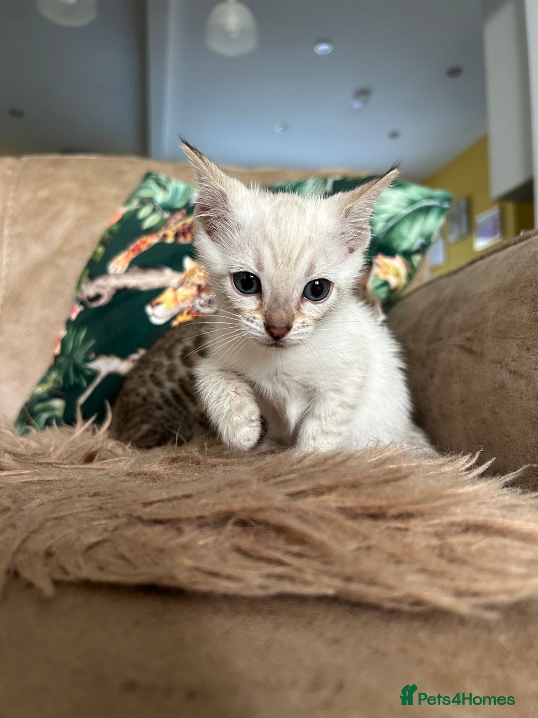 Bengal cats for sale: ❤️ PURE BENGAL KITTENS ❤️ - Image 12