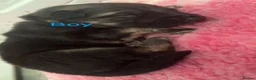 German Shepherd dogs for sale: German shepherd puppies long hair… - Advert 32