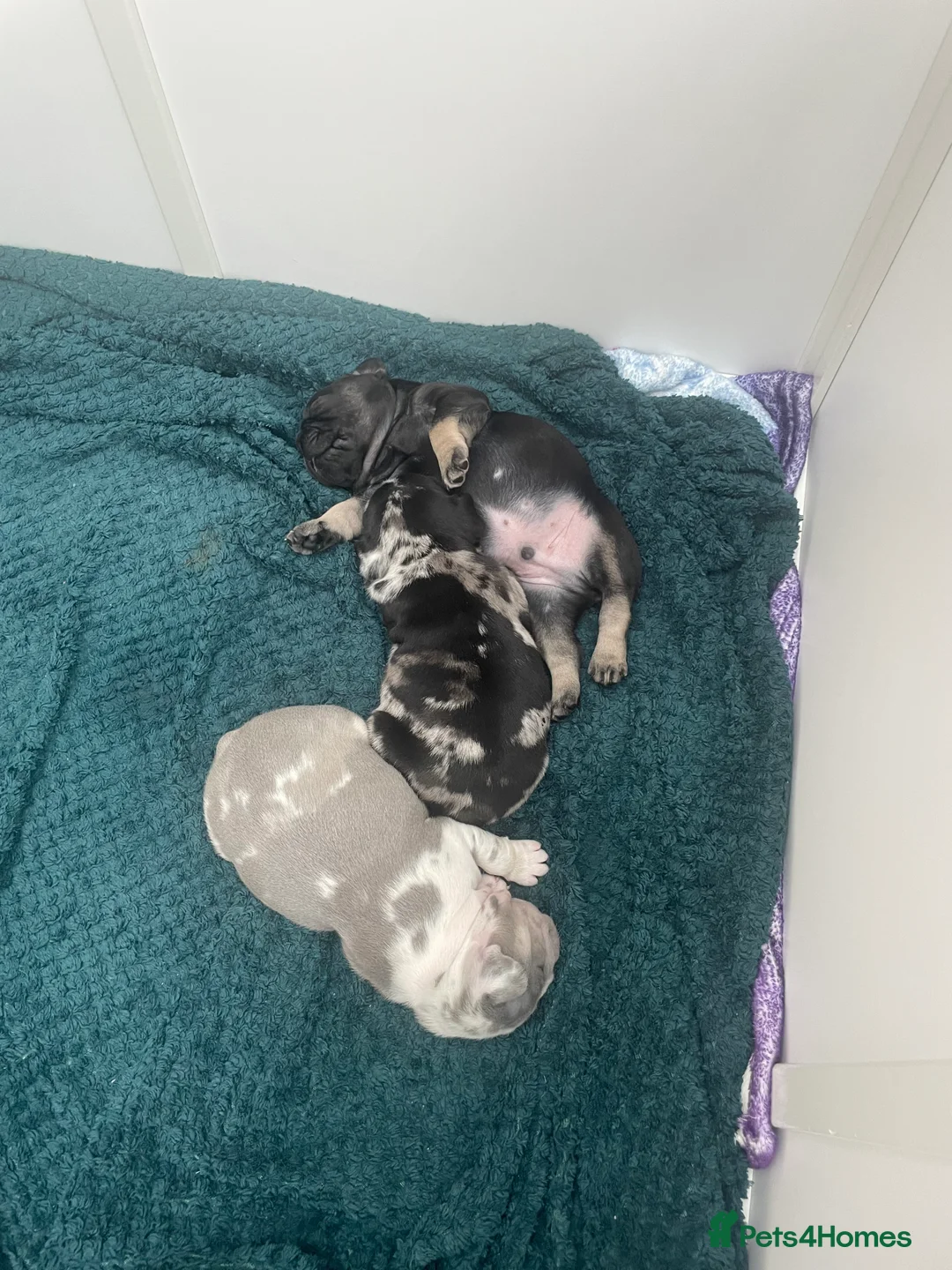 French Bulldog dogs for sale: 3 stunningly unique coloured stocky frenchies - Advert 8