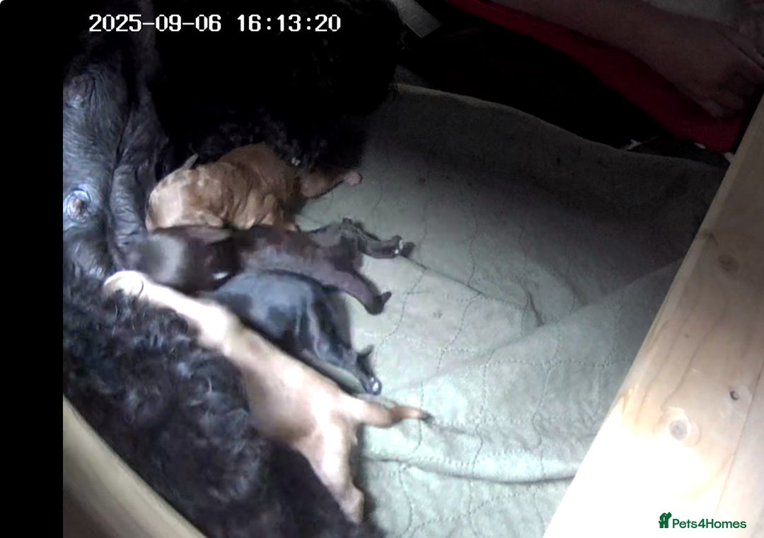 Mixed Breed dogs for sale: Australian Labradoodle Pups. READY 30th October  - Image 14