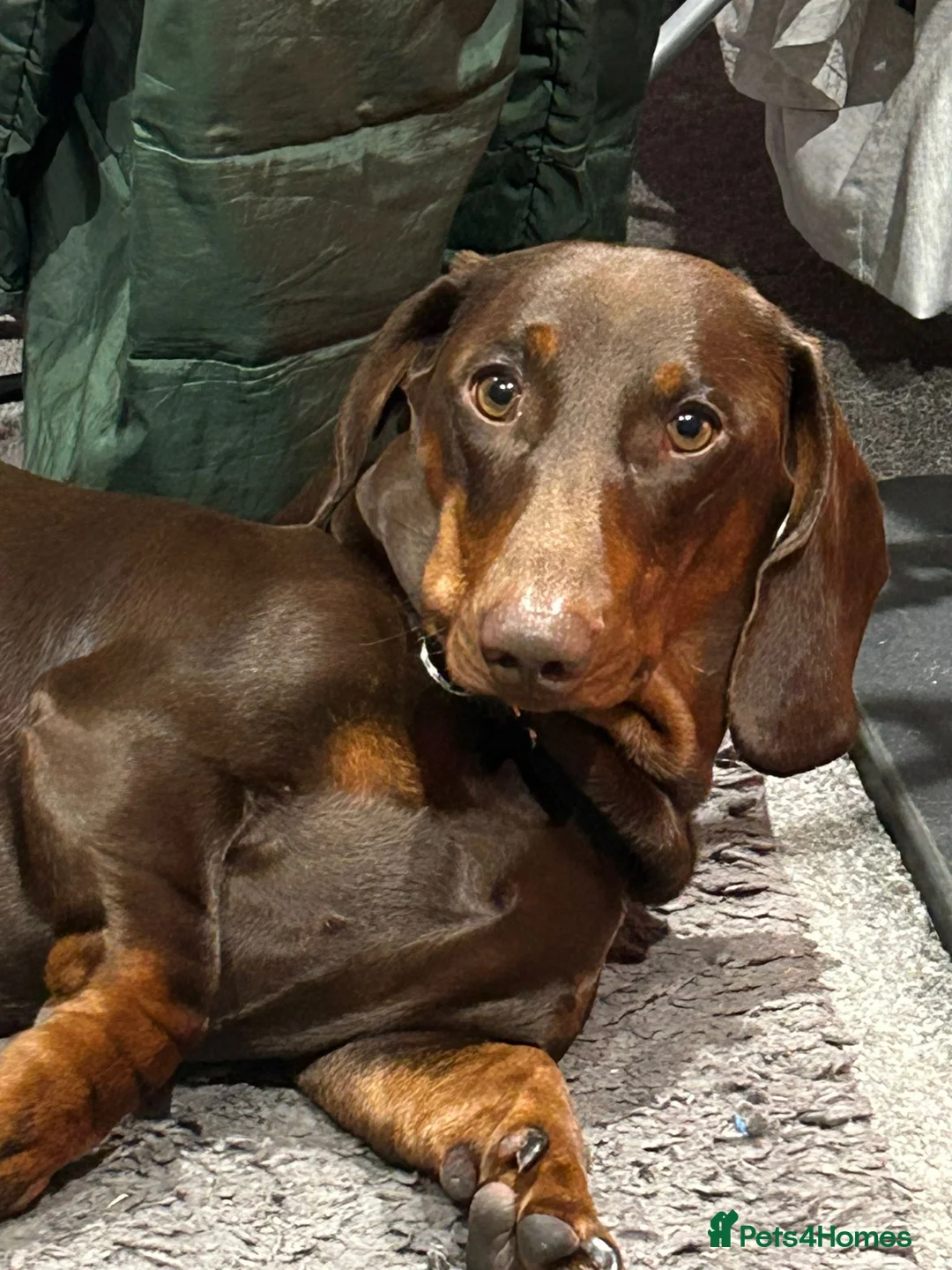Dachshund dogs for stud: Pedigree standard Dachshund  in Wellington - Advert 7