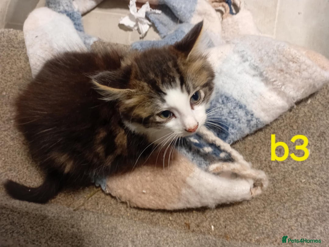 Mixed Breed cats for sale: 4 kittens for sale - Image 5