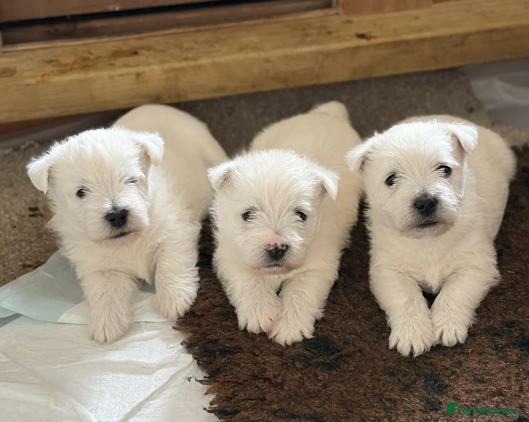 West Highland Terrier dogs for sale: Stunning Westhighland Terriers in Hereford - Advert 6