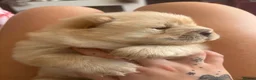 Chow Chow dogs for sale: Stunning Chocolate & Platinum pups - Advert 28