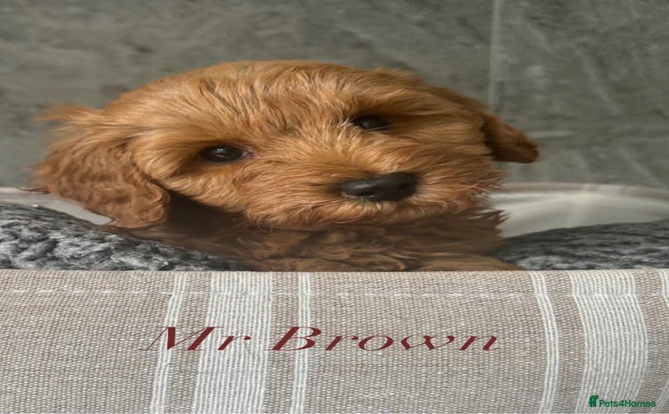 Cavapoo dogs - Advert 9