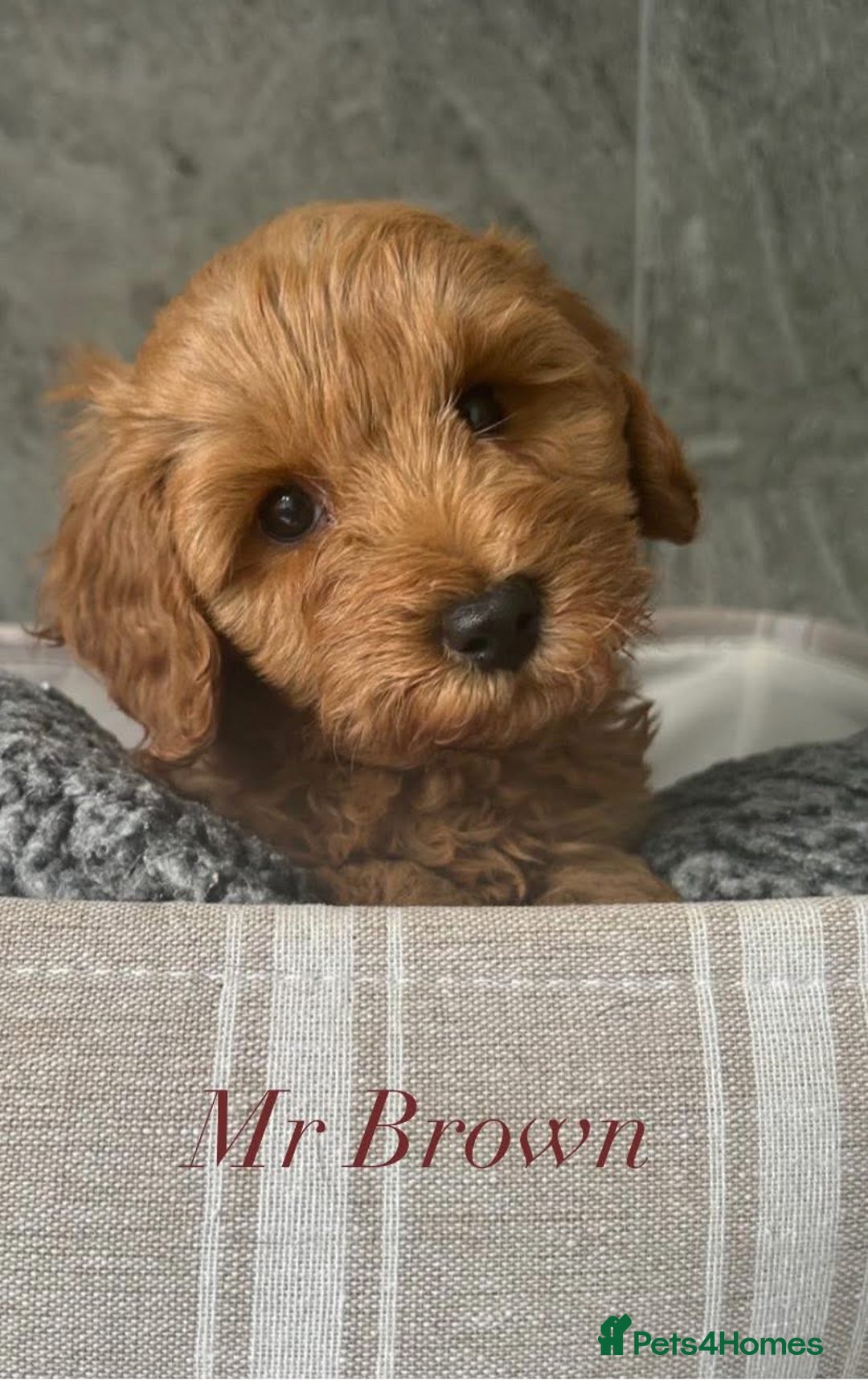 Cavapoo dogs for sale: Stunning Health Tested F1BB Cavapoo’s 🧬 - Image 17