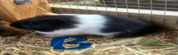 Guinea Pig rodents for sale: 2 sows and 2 boars available  - Advert 6