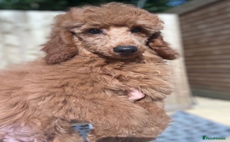 Miniature Poodle dogs in Stafford - Advert 8