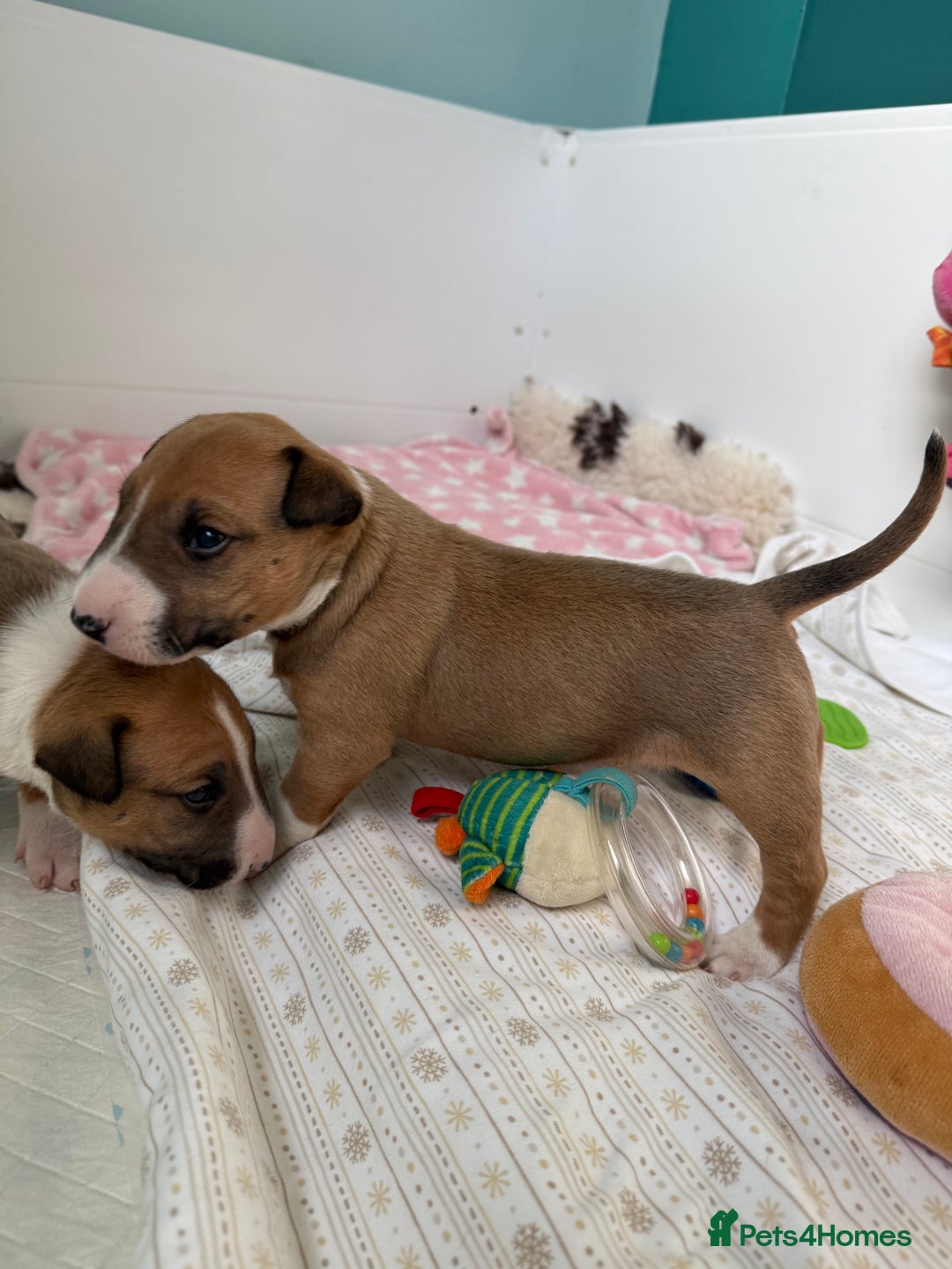 English Bull Terrier dogs for sale: KC English Bull Terrier puppies available  - Advert 4