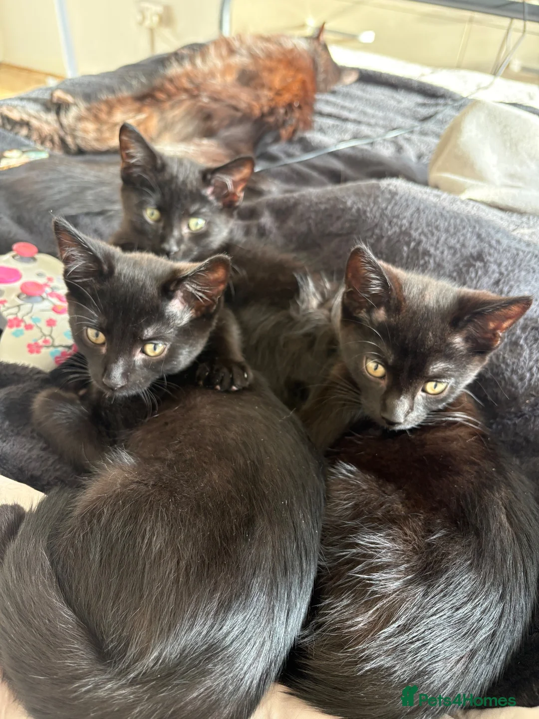 Mixed Breed cats for sale: rescue kittens for a loving home  - Advert 2