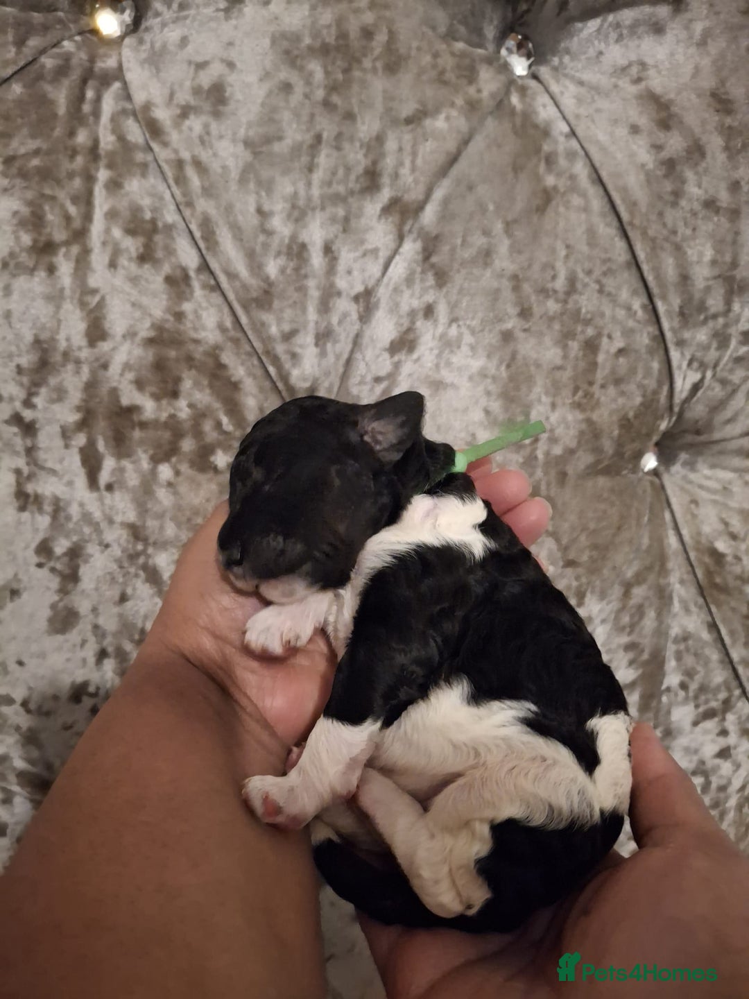 Standard Poodle dogs for sale: Beautiful KC registered parti tris - Advert 6