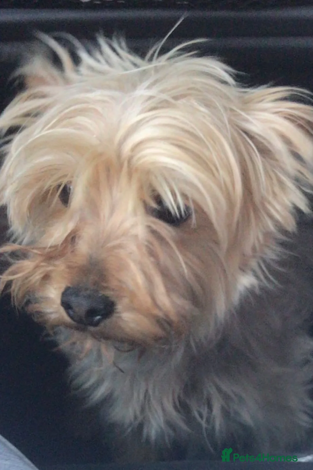 Yorkshire Terrier dogs for sale: Yorkies for sale  in Mitcham - Advert 2