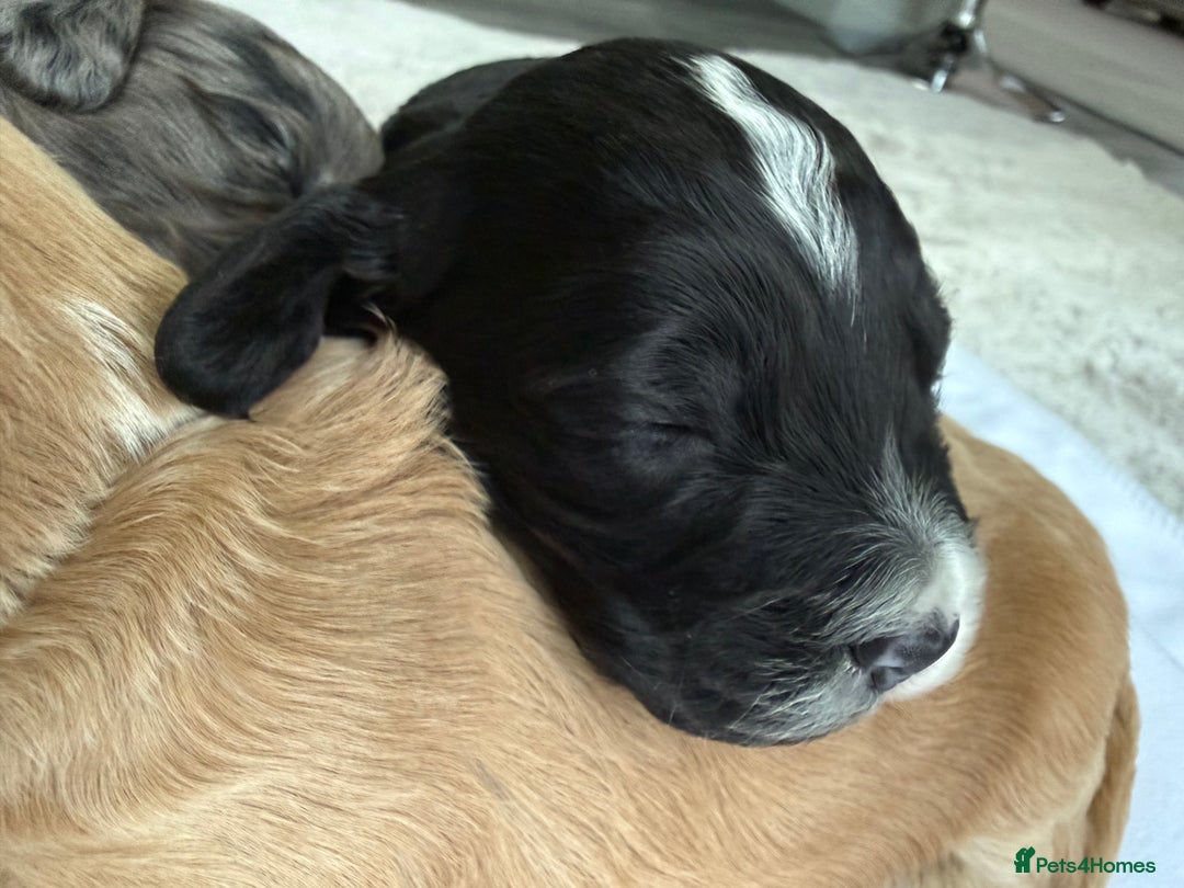 Cockapoo dogs for sale: F1 COCKAPOO PUPS - Advert 12