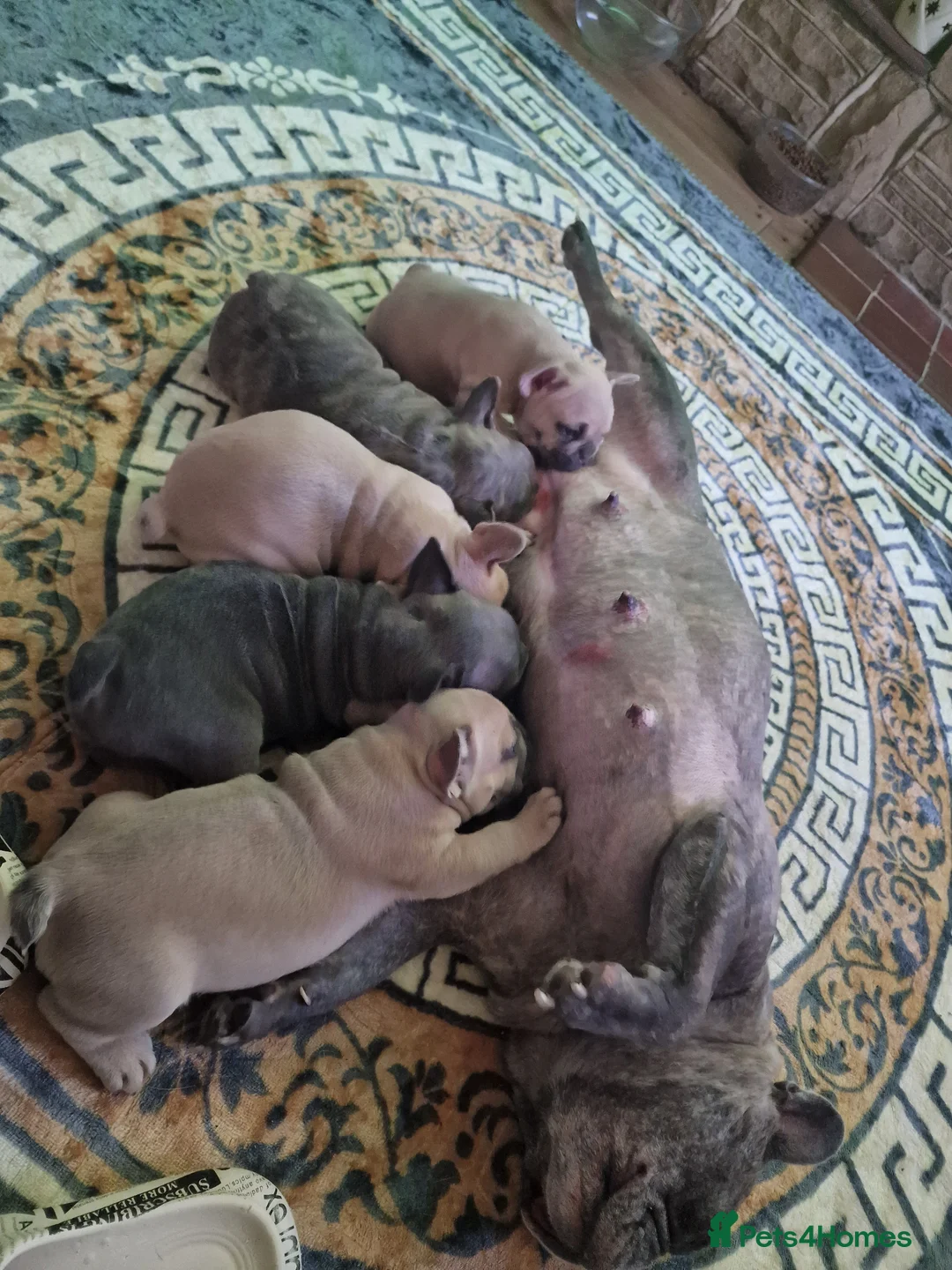 French Bulldog dogs for sale: Beautiful blue french bulldogs puppies  - Advert 21