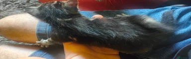 Dark Brown Male