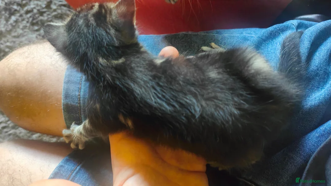 Mixed Breed cats for sale: Half Bengal kittens - Advert 17