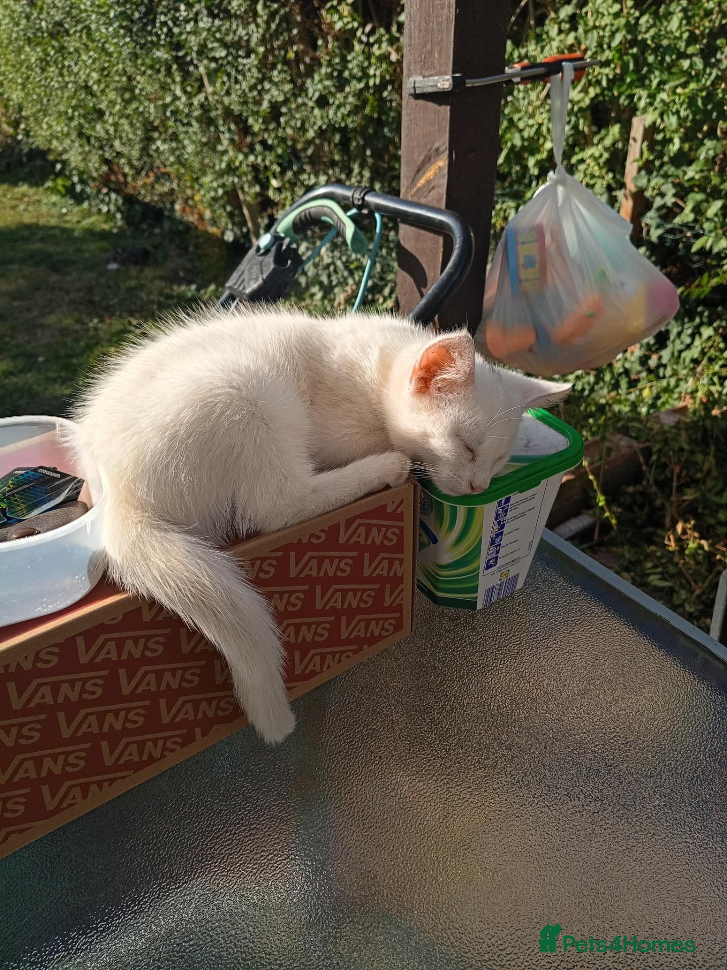 Mixed Breed cats Beautiful male kitten looking for his new home. - Advert 3