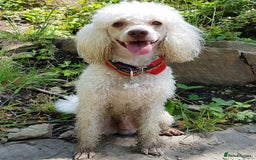 Miniature Poodle dogs for stud: KC miniature poodle, phantom and parti carrier  in Bolton - Image 2