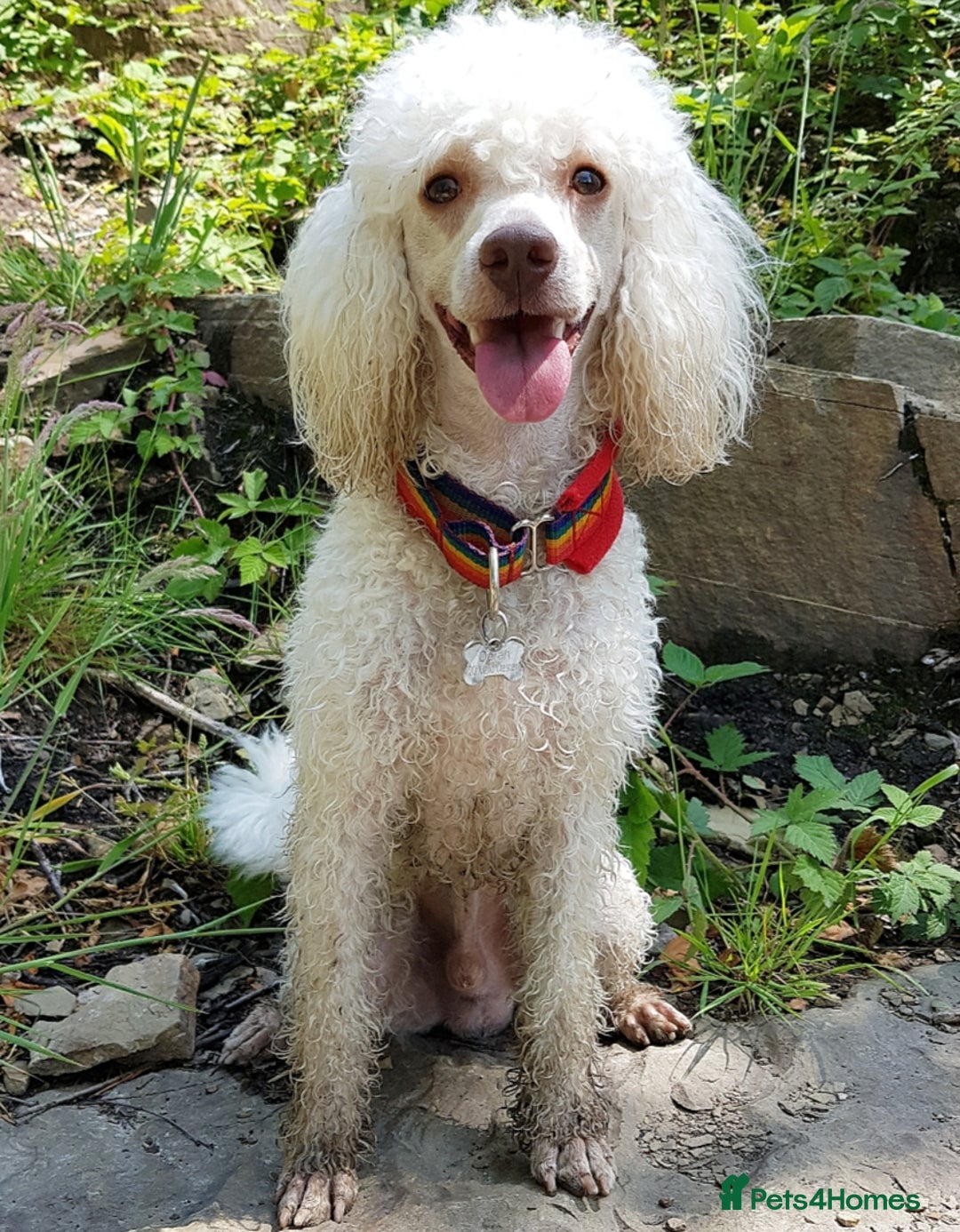 Miniature Poodle dogs for stud: KC miniature poodle, phantom and parti carrier  in Bolton - Image 2