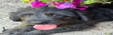 Mixed Breed 1