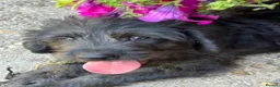Mixed Breed dogs for sale: Toy Poodle x Labrador  - Advert 8