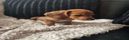 Dachshund dogs for sale: READY NOW- 2 boys 2 girls left Kc mini dachshund  - Advert 11